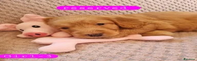 Cockapoo 8