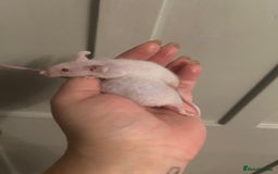Mouse rodents for sale:  mice  - Image 4