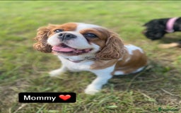 Cavapoo dogs for sale: Beautiful F1 cavapoos phantom 3 girls left 💜💖❤️ - Image 30