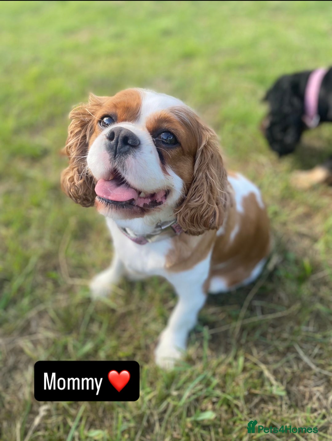 Cavapoo dogs for sale: Beautiful F1 cavapoos phantom 3 girls left 💜💖❤️ - Image 30