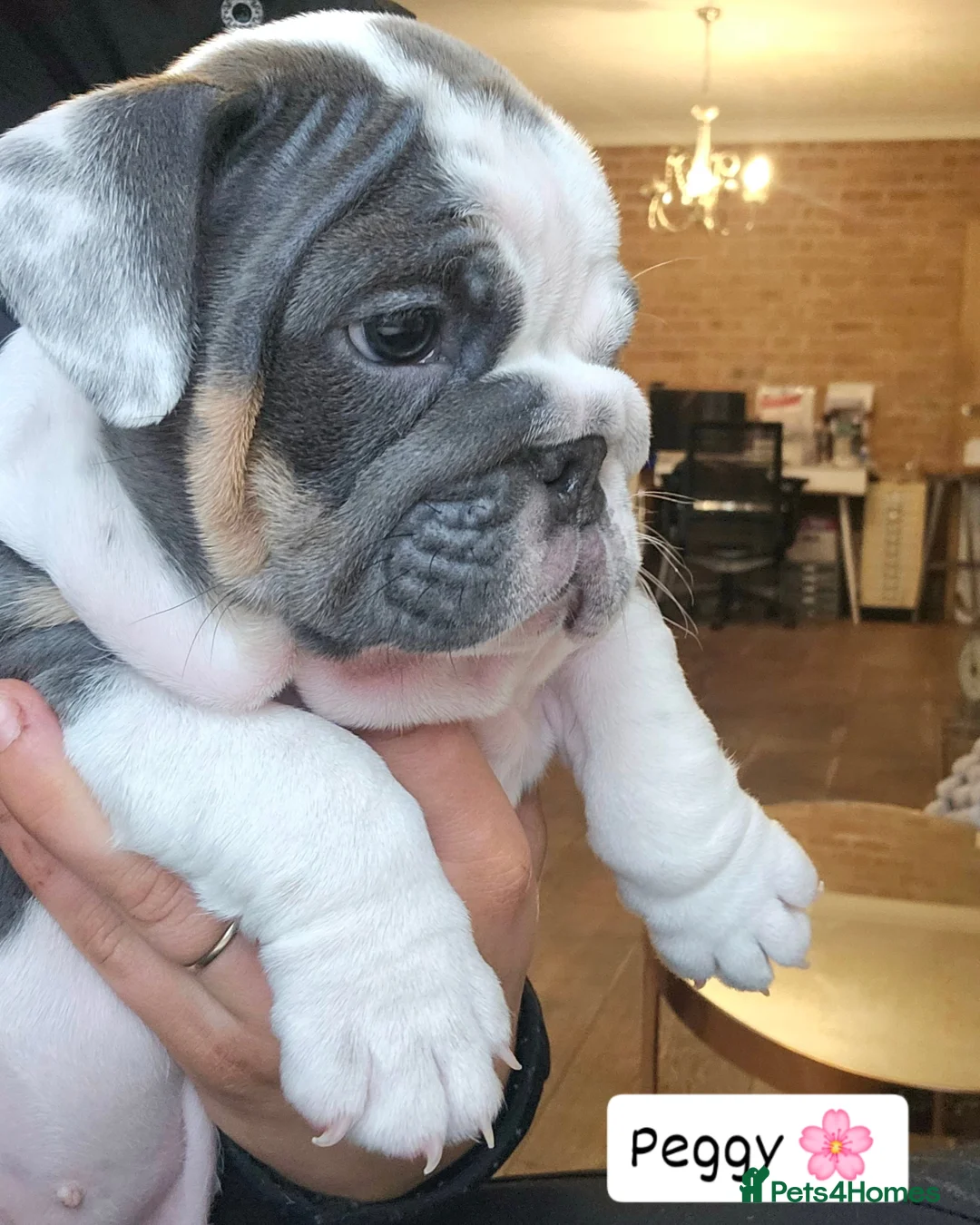 English Bulldog dogs for sale: Outstanding KC English Bulldogs, Top Quality Pups - Image 23