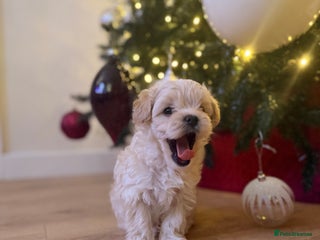 Maltipoo dogs 💛 Maltipoo Pups ready 16th Dec boy only remain💛 - Advert 11