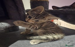 Domestic Shorthair cats for sale: 🐾Playful Kittens -Tabby or black/white🐾 - Image 24