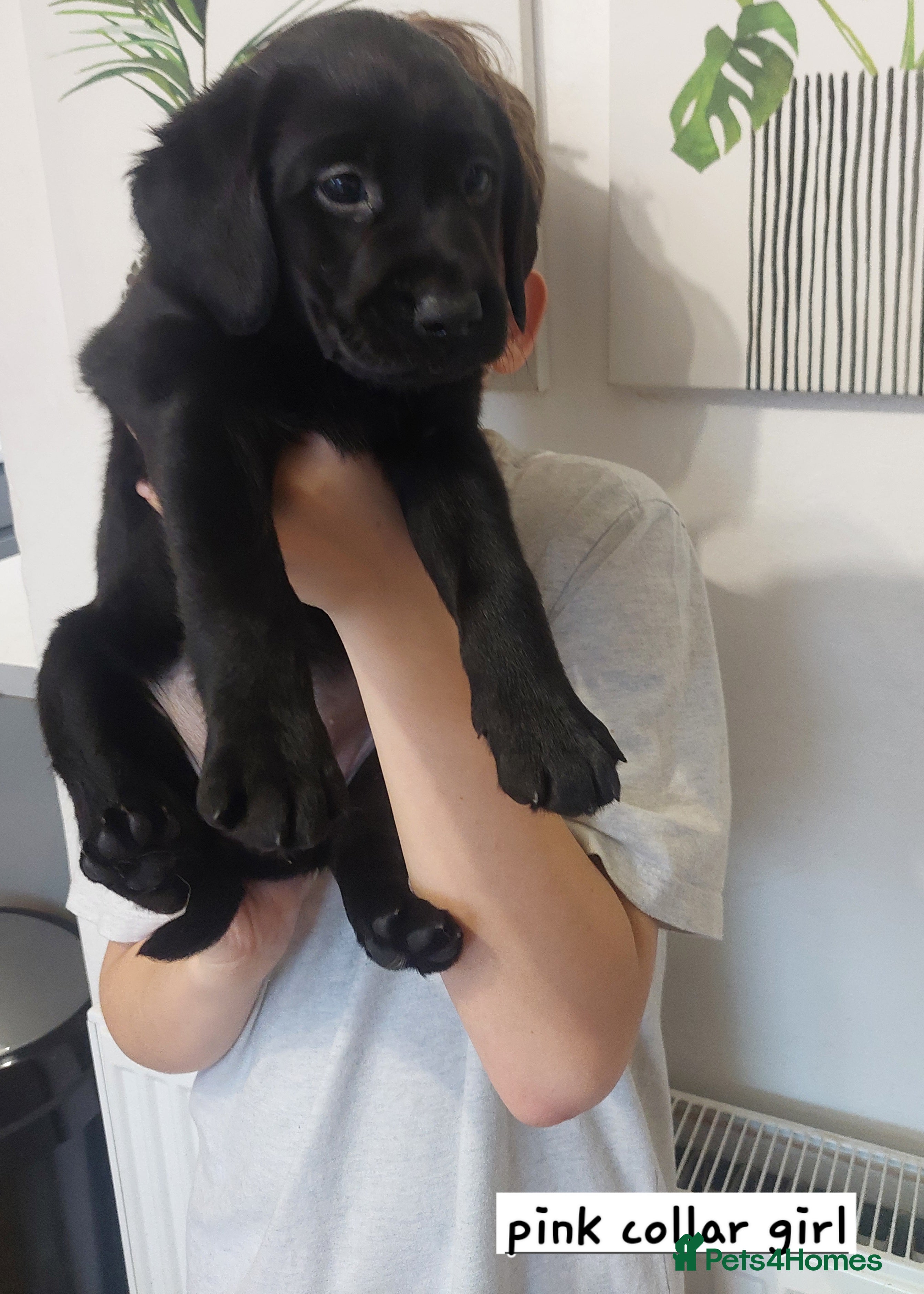 Labrador Retriever dogs Beautiful chunky kc labrador pups - Advert 3