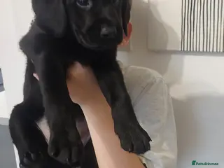 Labrador Retriever dogs Beautiful chunky kc labrador pups - Advert 1