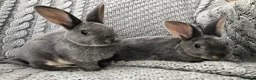 Rex rabbits for sale: Beautiful velvet mini Rex & Rex rabbits - Advert 35