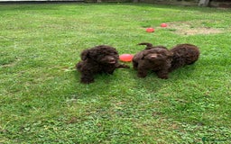 Cockapoo dogs for sale: READY NOW F1b Cockapoo puppies DNA CLEAR - Image 11