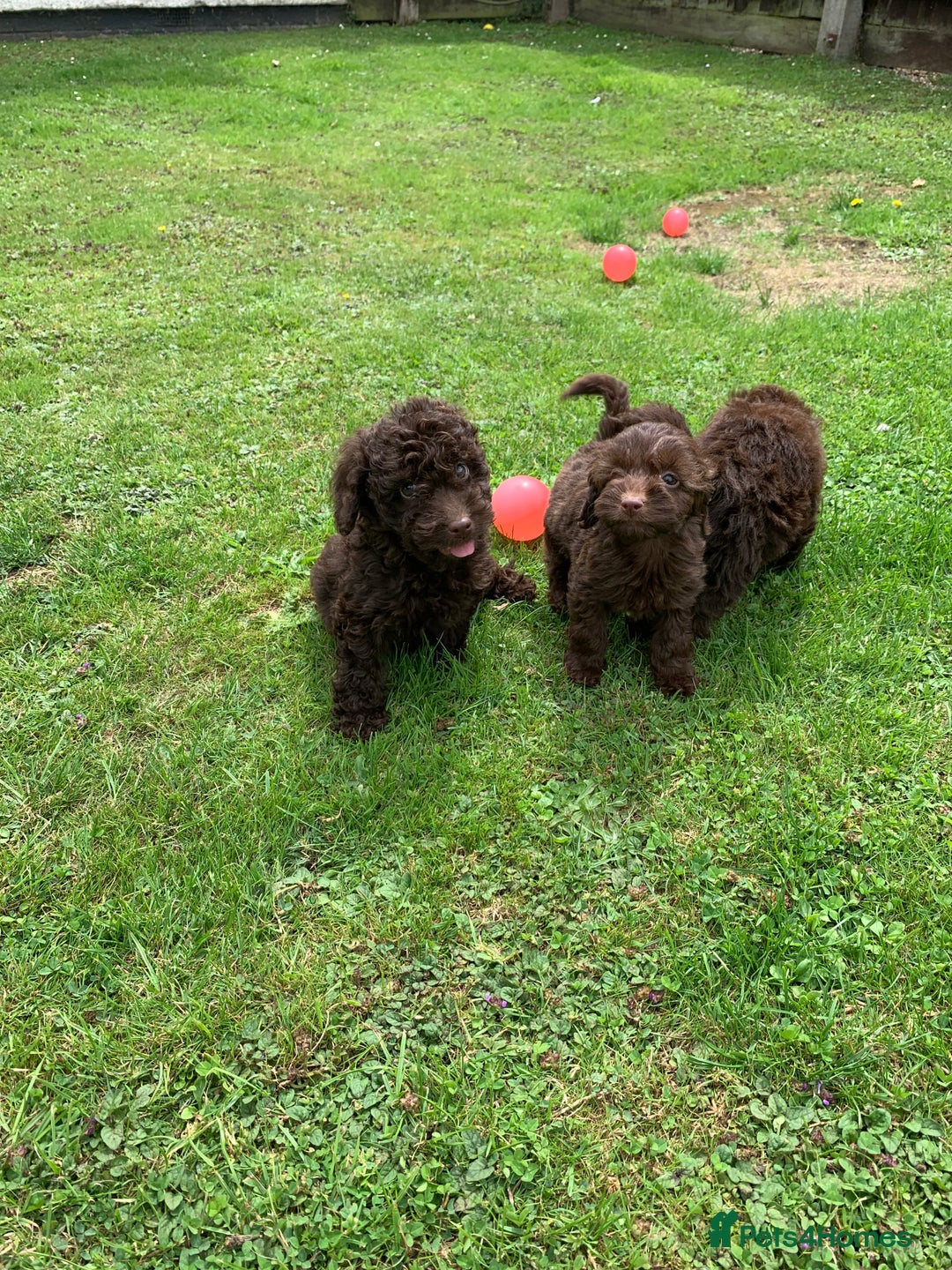 Cockapoo dogs for sale: READY NOW F1b Cockapoo puppies DNA CLEAR - Image 11