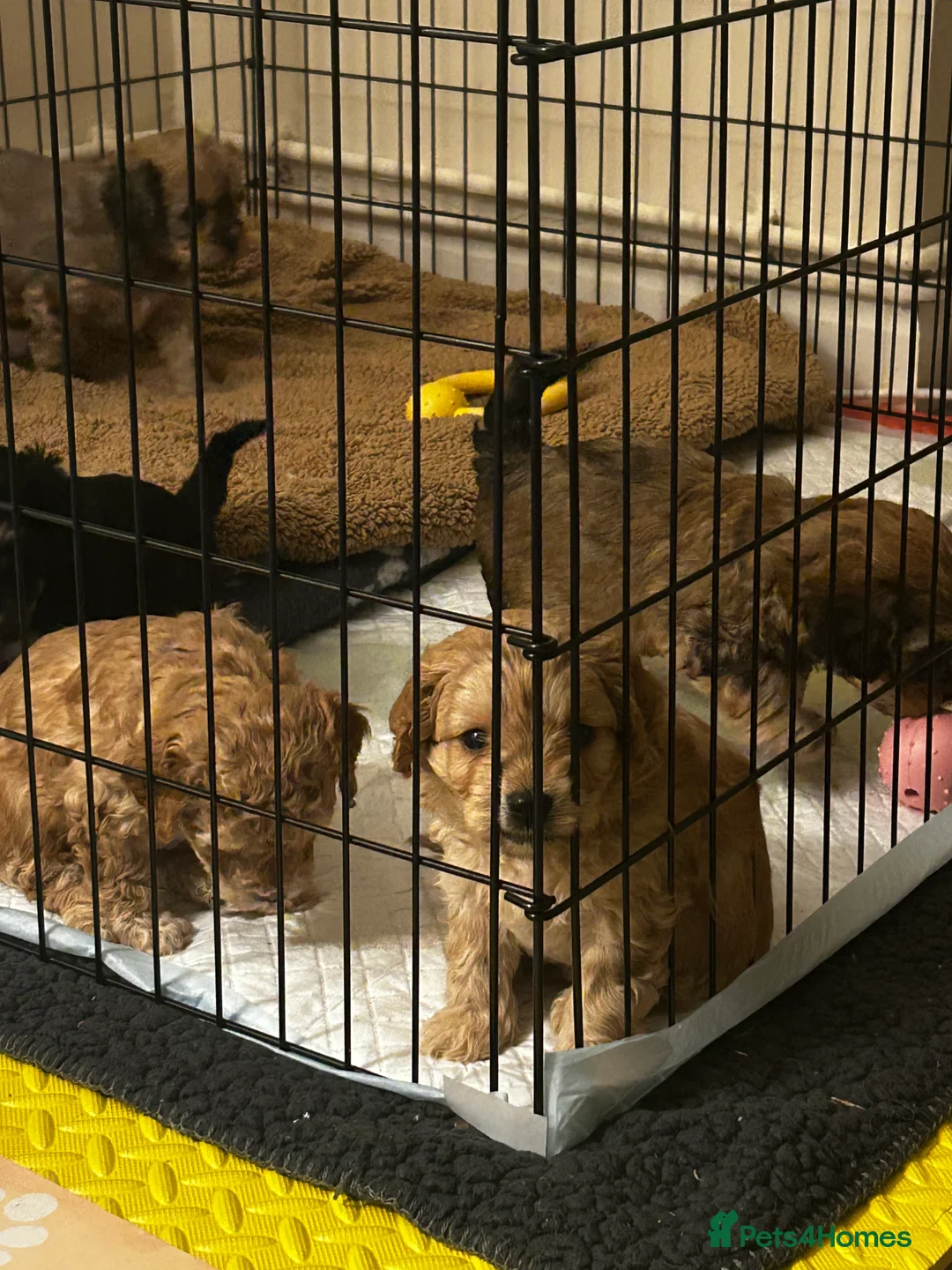 Cavapoochon dogs for sale: Three Cavapoochon Boys left - Advert 18