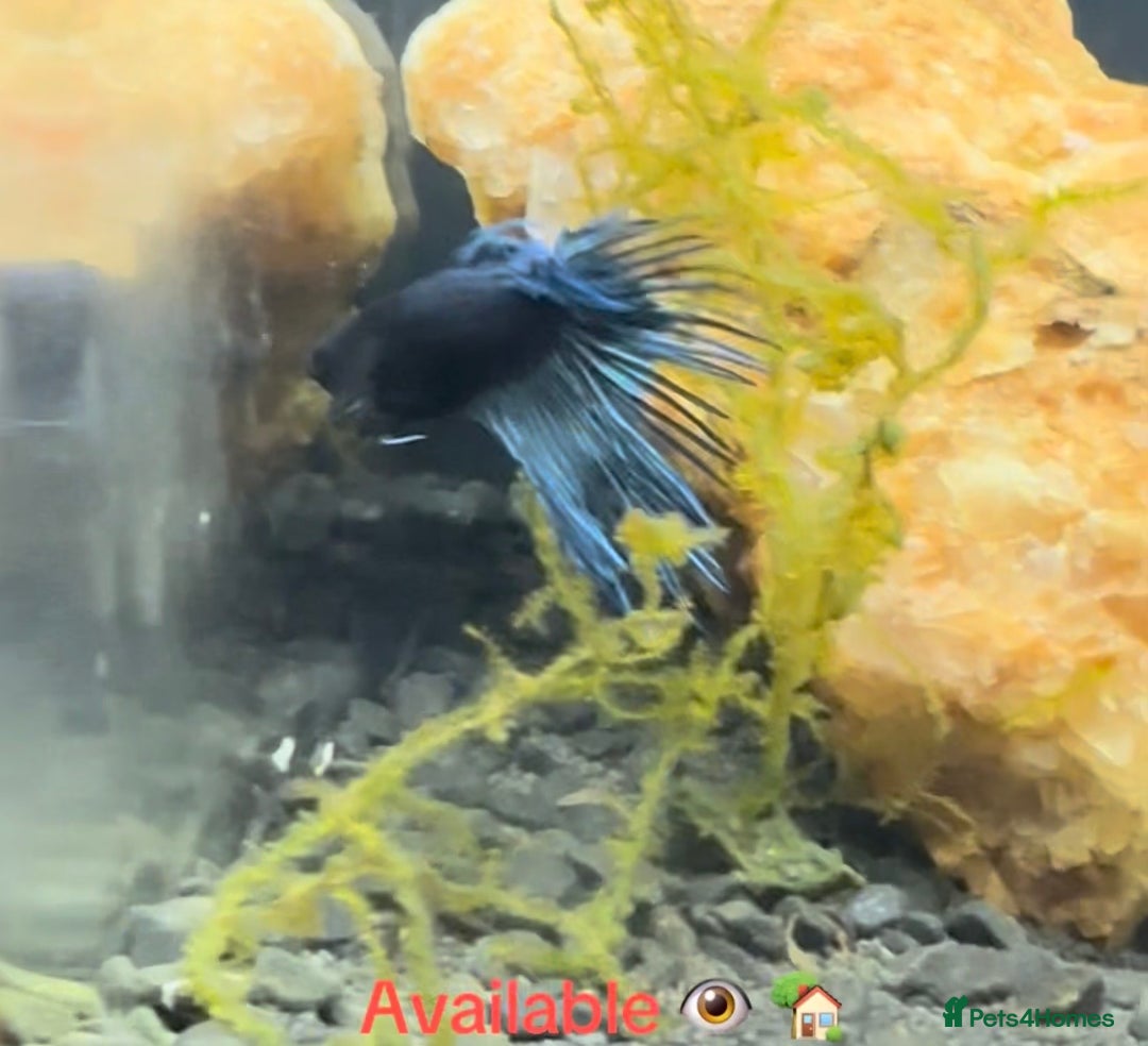 Bettas fish for sale: Male Betta  - Advert 3
