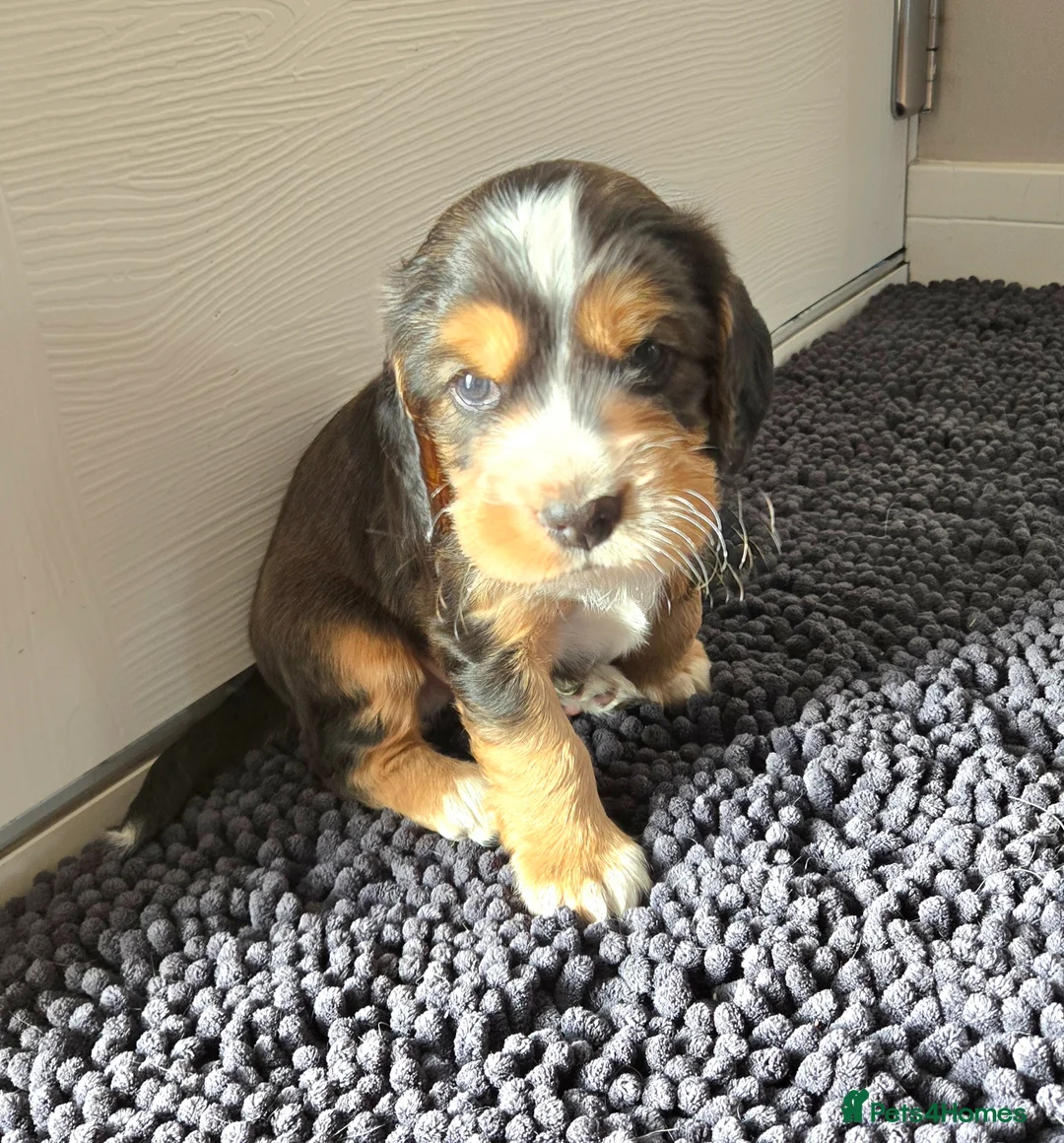Cocker Spaniel dogs for sale: Beautiful KC Reg Cocker Spaniel Pups Family Raised in Ramsgate - Advert 16