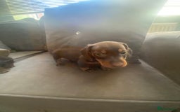 Miniature Dachshund dogs for sale: Pure mini chocolate/tan 6wk old dachshund boys  - Image 2