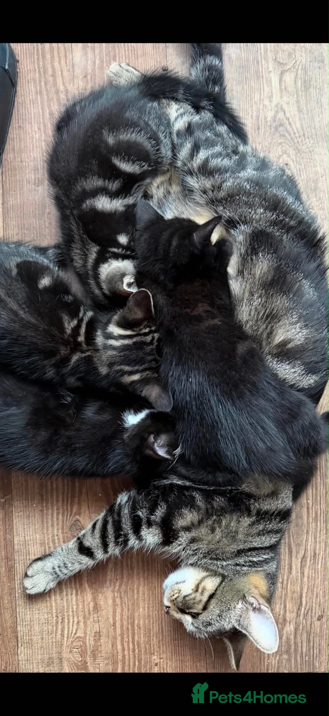 Mixed Breed cats for sale: For sale - Advert 1