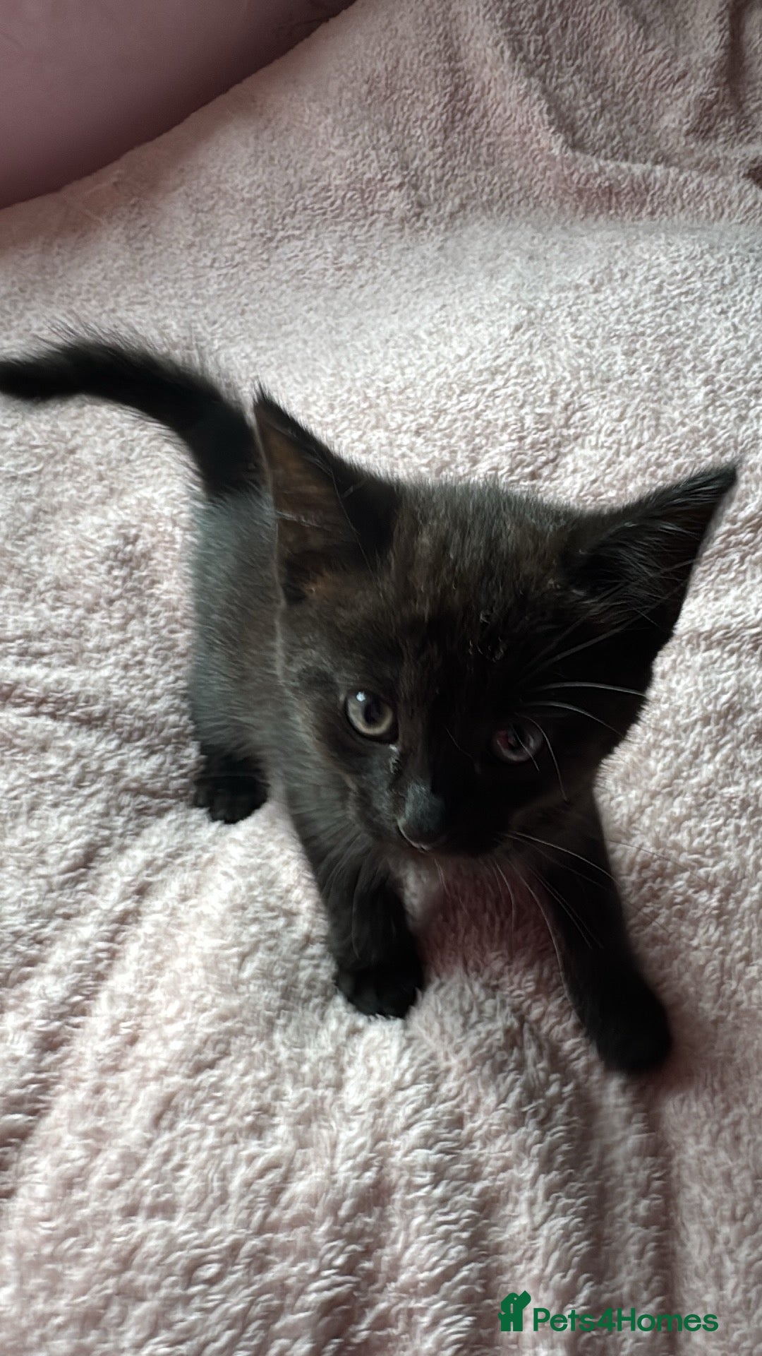 Mixed Breed cats for sale: Kittens  - Advert 5