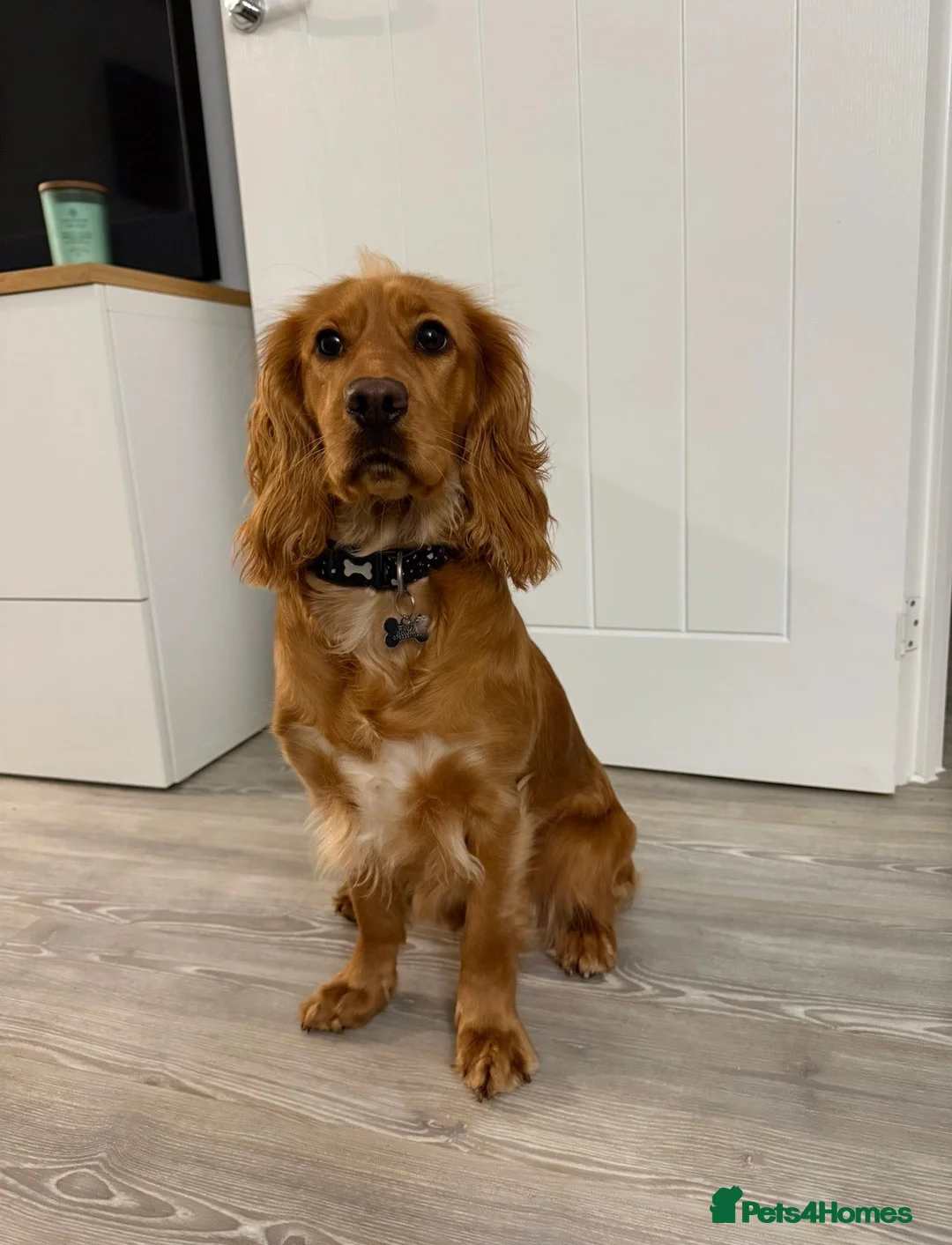 Cockapoo dogs for sale: Smooth cockapoo puppies - Advert 1