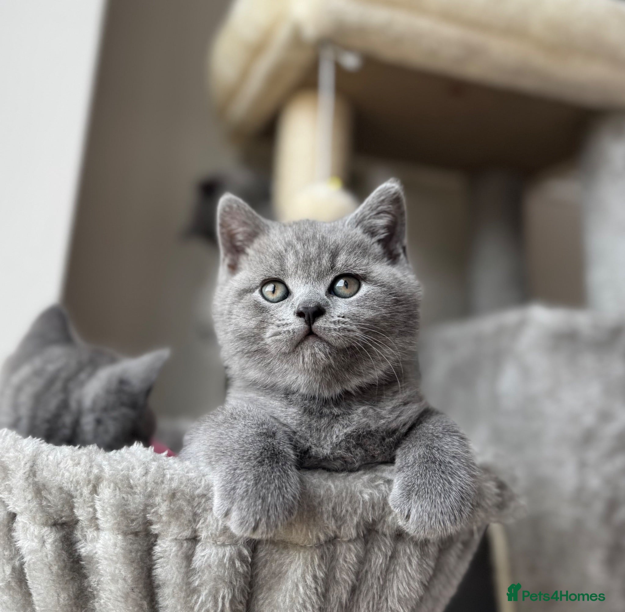British Shorthair cats British Shorthair kittens for Sale - Advert 3