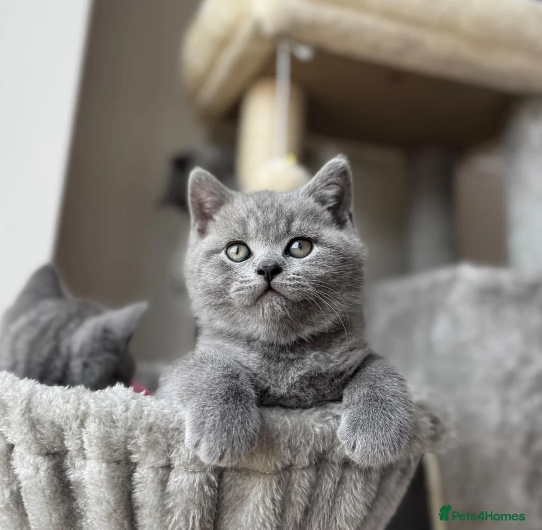 British Shorthair cats for sale: British Shorthair kittens for Sale - Advert 1