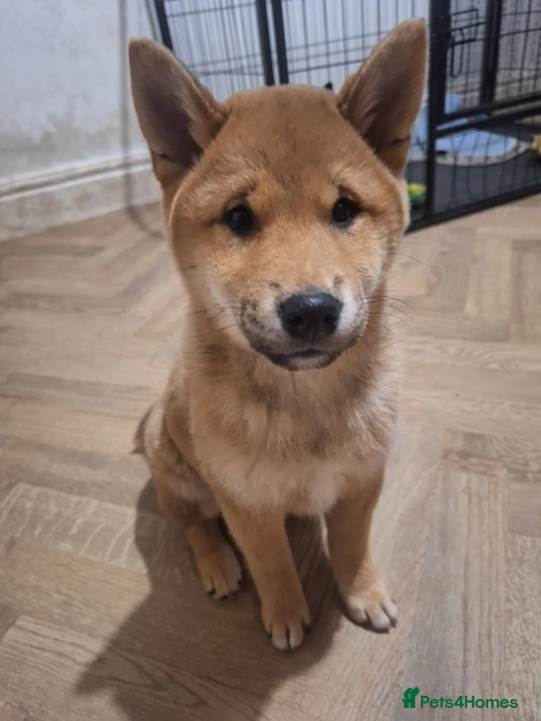Japanese Shiba Inu dogs for sale: Puppy Shiba inu female - Advert 4
