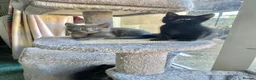 Mixed Breed cats for sale: Beautiful Kittens Looking for Their Forever Homes in Westcliff-on-Sea - Advert 5