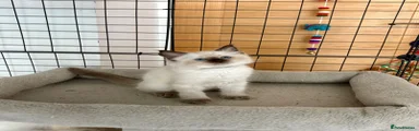 Ragdoll 2
