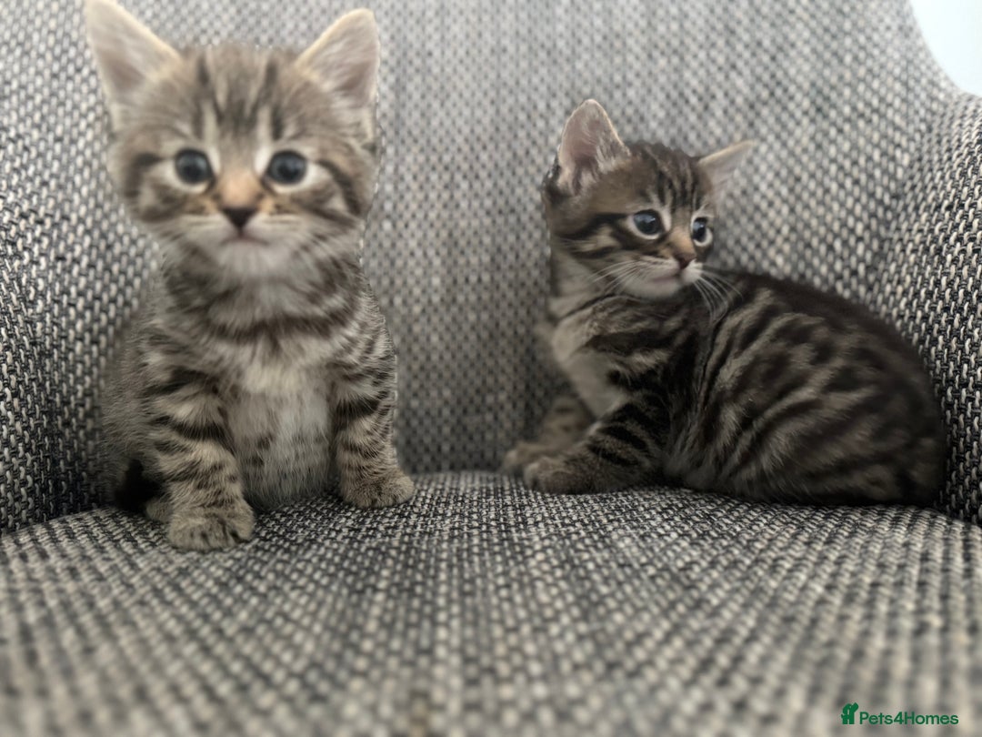British Longhair cats for sale: Beautiful kittens by our stunning British longhair - Image 20