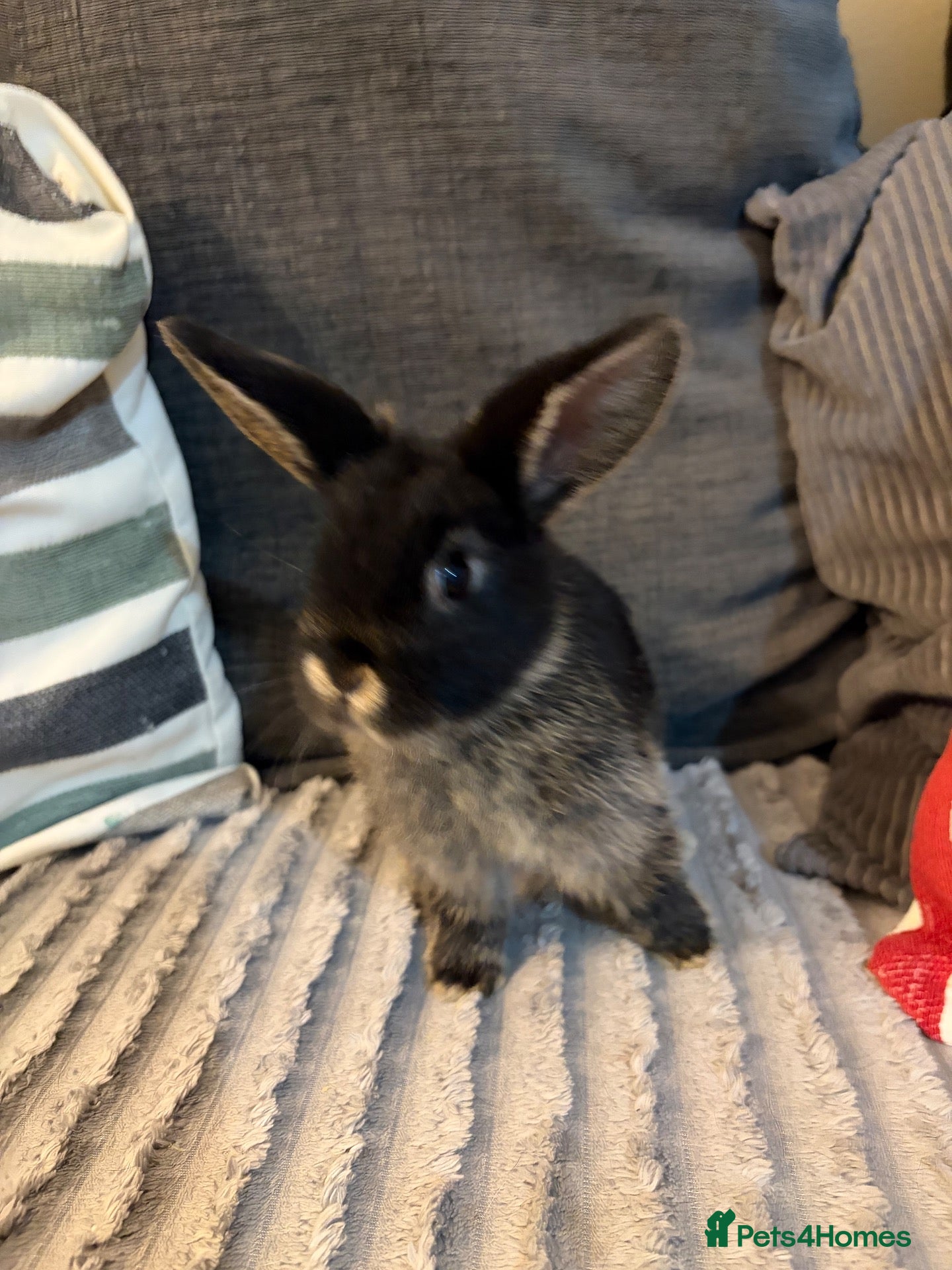 Mini Lion Lop rabbits for sale: READY NOW 3 boys left Mini lion lops bunnies   - Advert 8