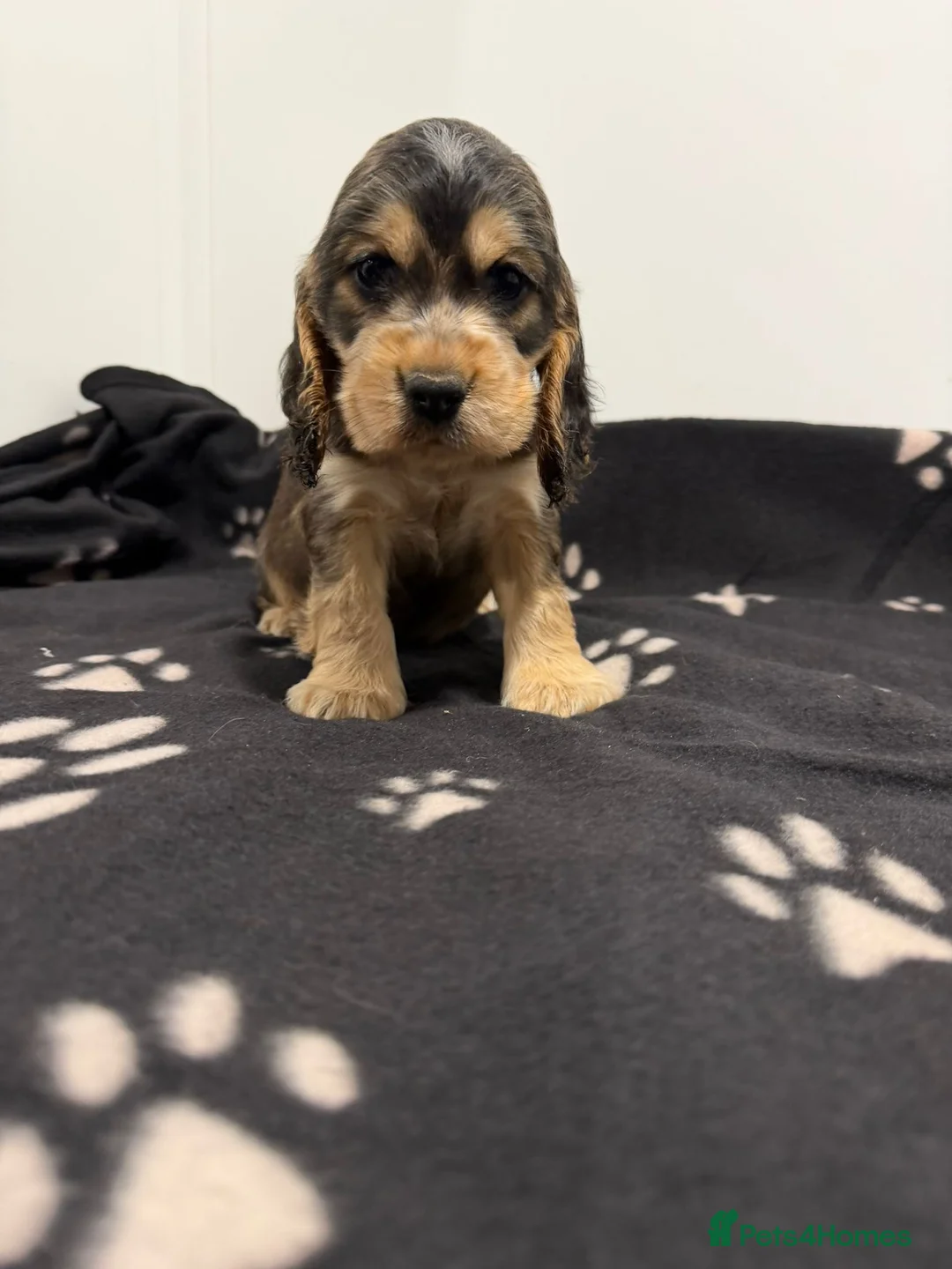 Cocker Spaniel dogs for sale: Show Type Cocker Spaniel Puppies 🐶 - Advert 1