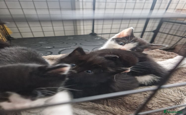Mixed Breed cats Black and white kittens available now - Advert 7