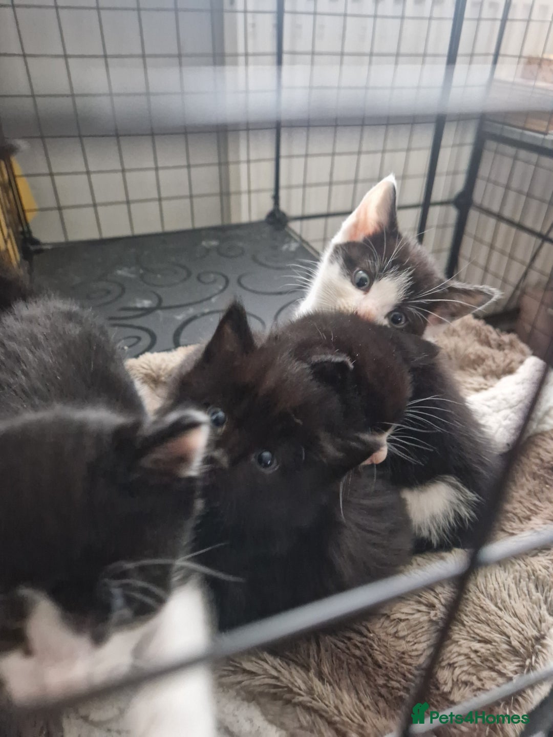Mixed Breed cats for sale: Black and white kittens available now - Advert 1