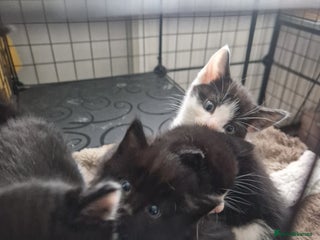 Mixed Breed cats for sale: Black and white kittens available now - Advert 1