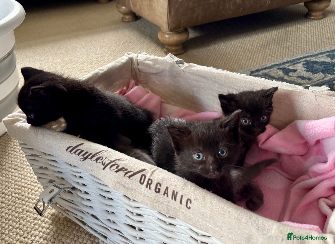 Domestic Shorthair cats for sale: Beautiful Kittens for sale  - Image 4