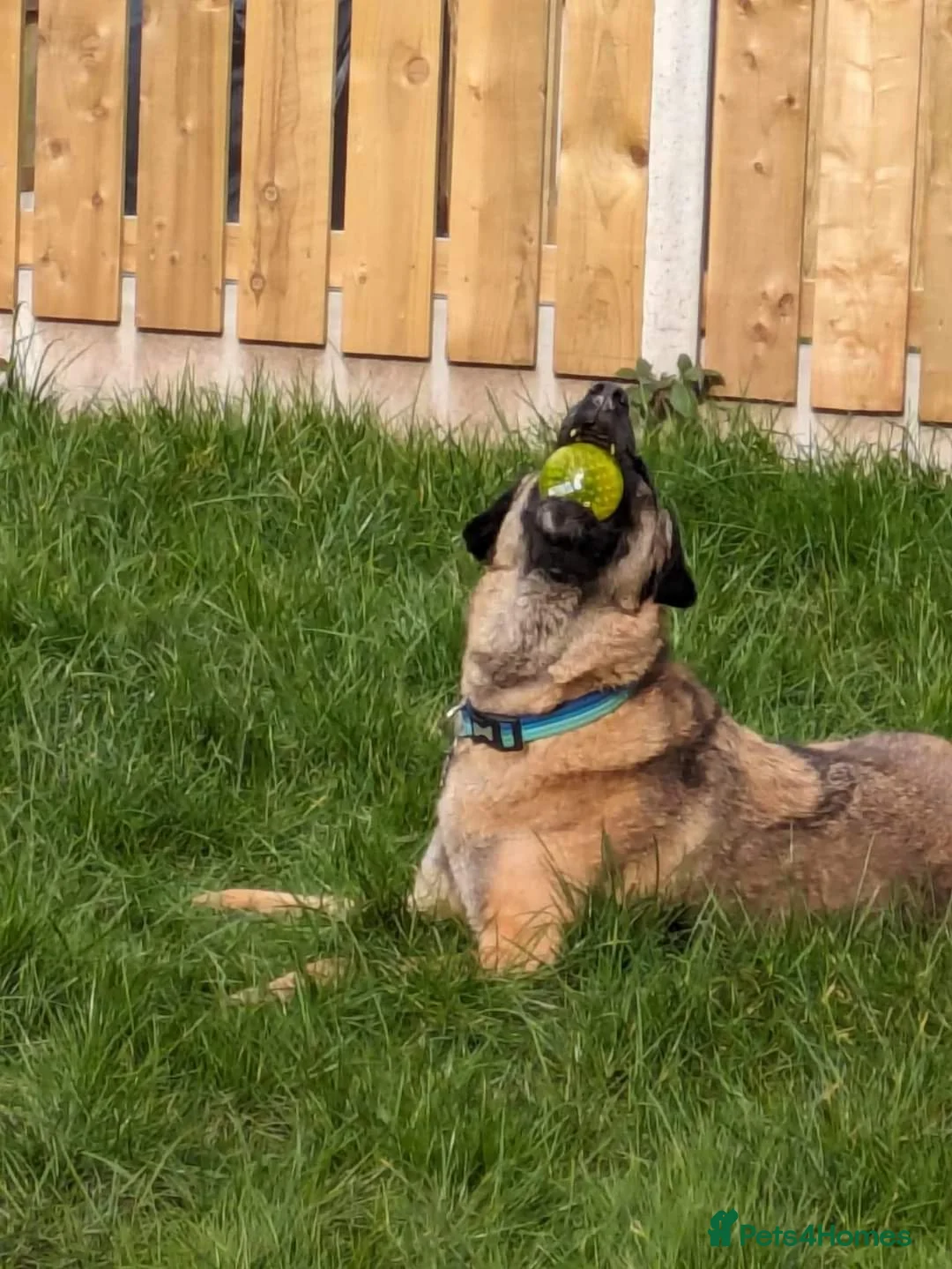 Mixed Breed dogs for adoption: Meet Pickle, currently residing in Wales in Barry - Advert 19