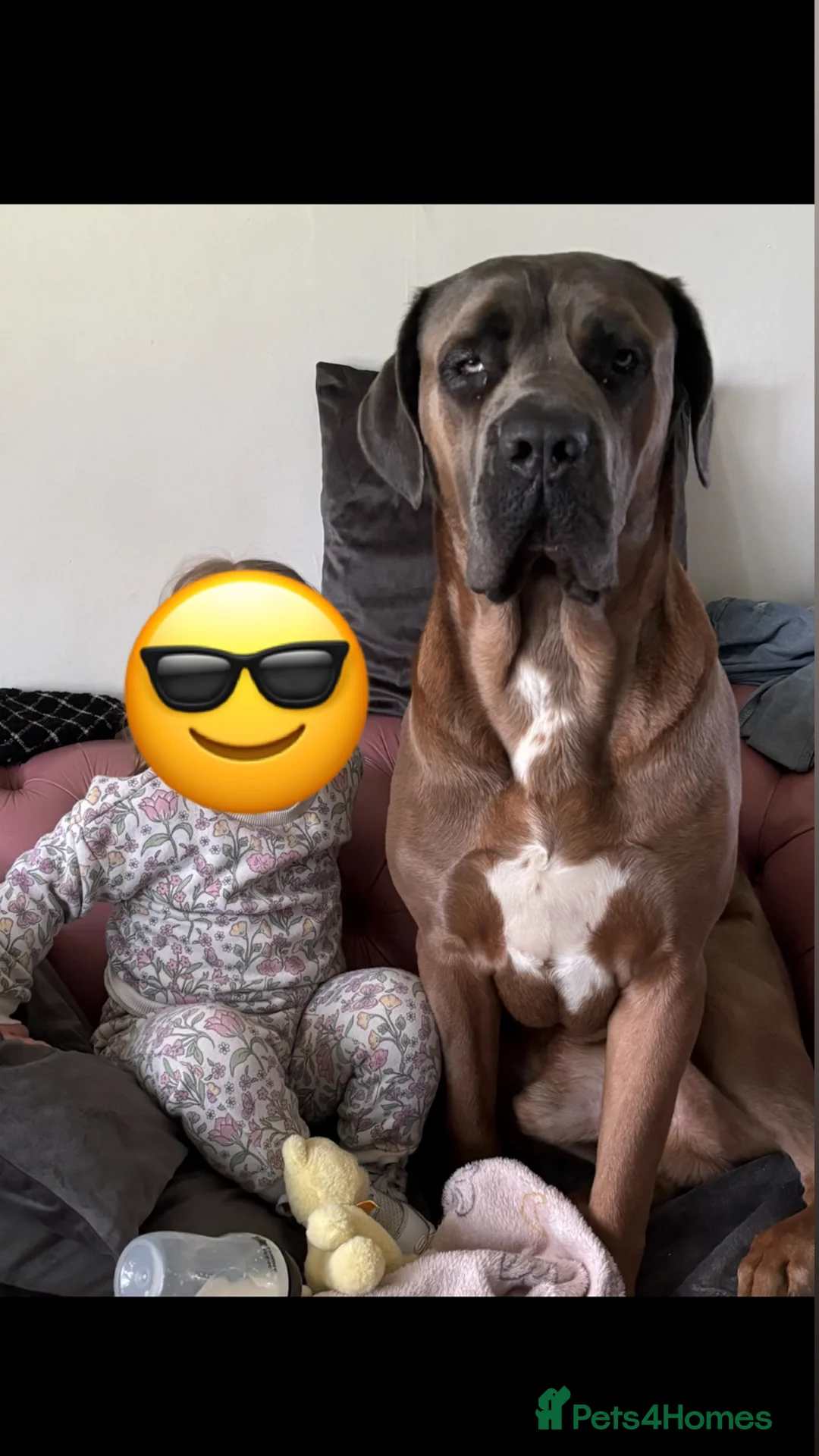 Cane Corso dogs for stud: 🔥Exceptional Formentino Cane Corso For Stud!🔥 in Waltham Abbey - Advert 5