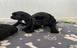 Cockalier dogs for sale: Cavalier x cocker spaniel puppies  - Image 12