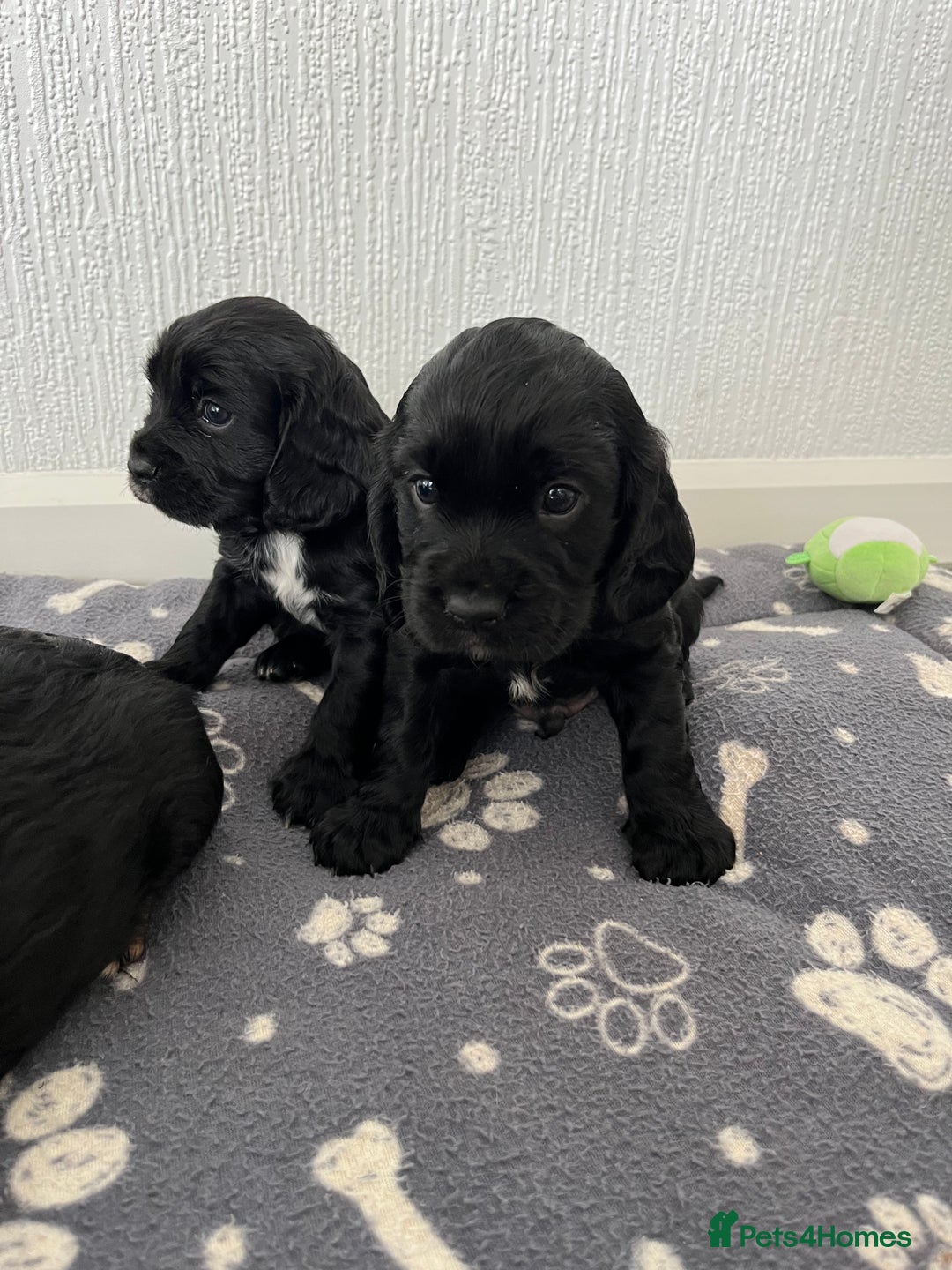 Cockalier dogs for sale: Cavalier x cocker spaniel puppies  - Image 12