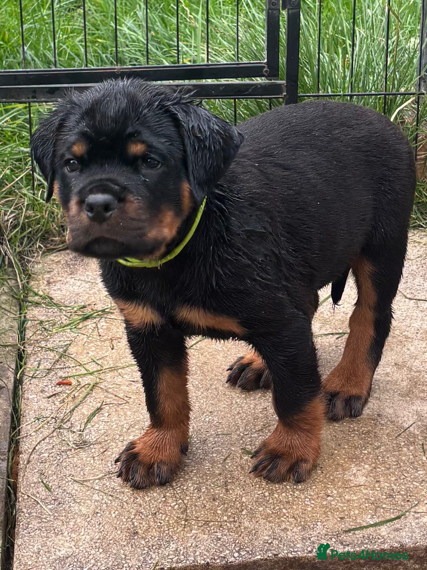 Rottweiler dogs ⭐️ Outstanding Rottweiler Puppies ⭐️ - Advert 6