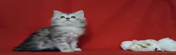 Maine Coon cats for sale: Pure Maine Coons Kittens For Sale - Advert 14