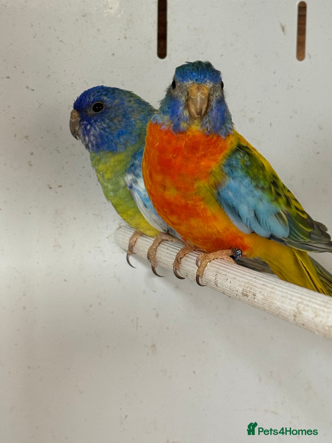 Parakeets birds for sale: A breeding pair of Splendids  - Image 4