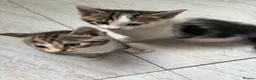 Mixed Breed cats for sale: Beautiful kittens for sale in Welwyn - Advert 2