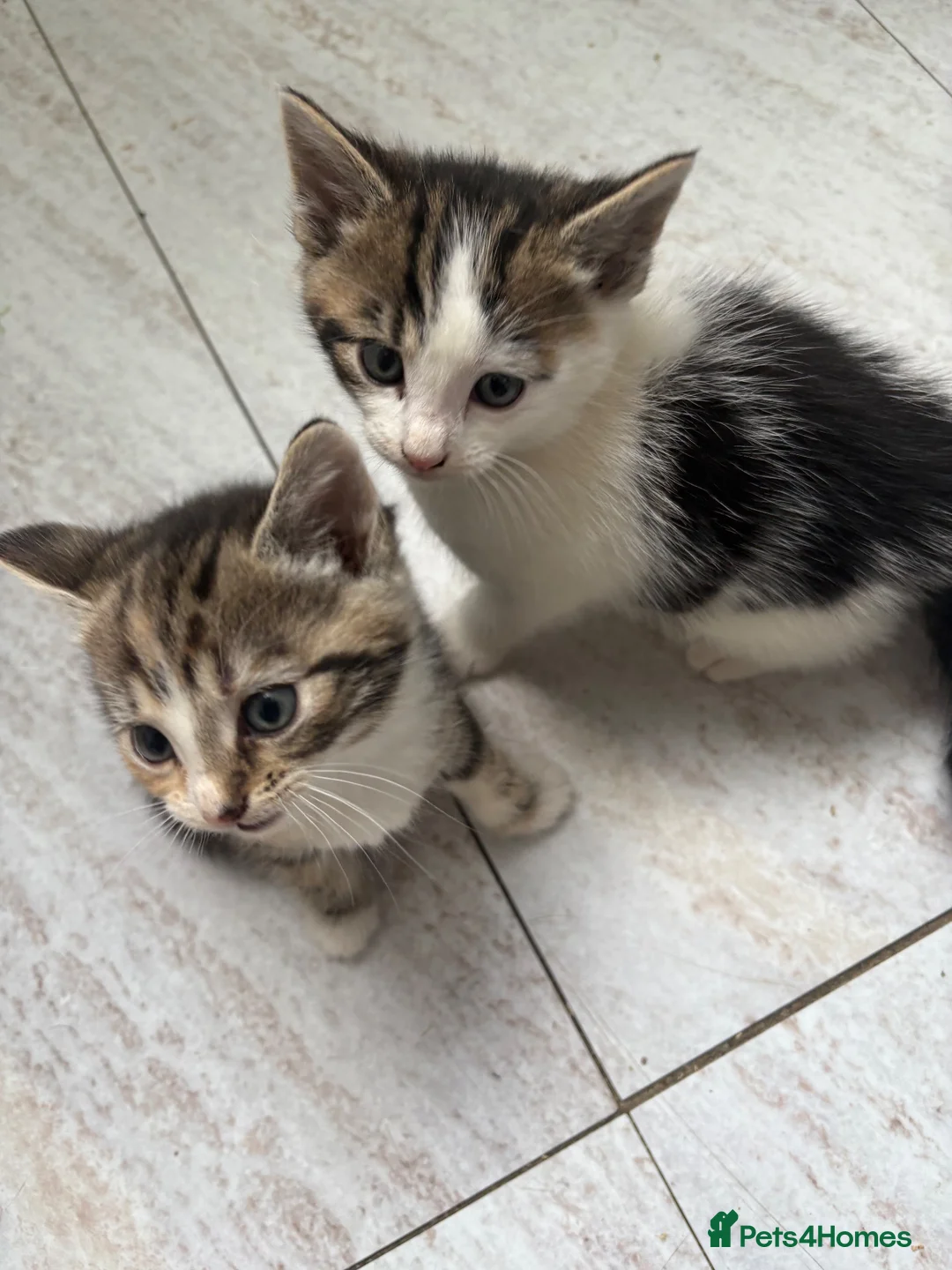 Mixed Breed cats for sale: Beautiful kittens for sale in Welwyn - Advert 2