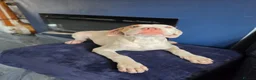 Mixed Breed dogs for sale: Beautiful mastiff puppies - Advert 11