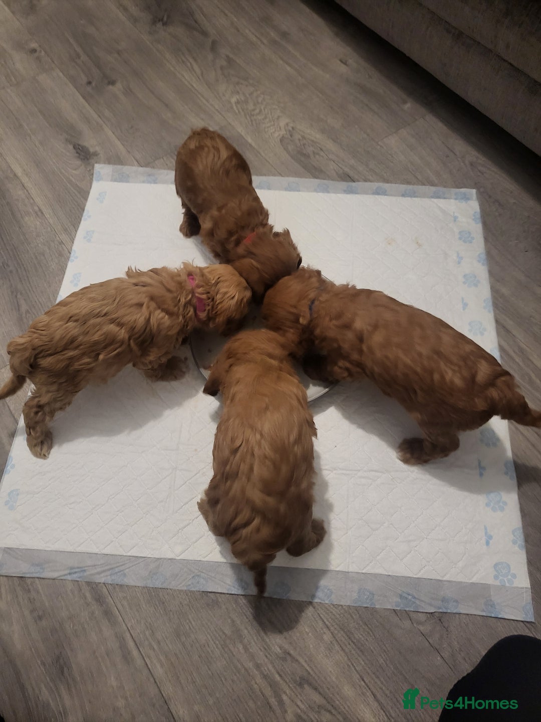 Cavapoo dogs for sale: F1bb cavapoo's  - Image 6
