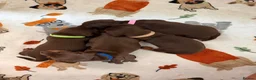 Miniature Dachshund dogs for sale: KC Reg Miniature Chocolate & Tan Dachshunds - Advert 3