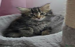 Mixed Breed cats for sale: 5 Kittens for sale - Image 9