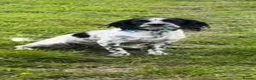 Mixed Breed dogs for sale: Beautiful girl - Advert 1