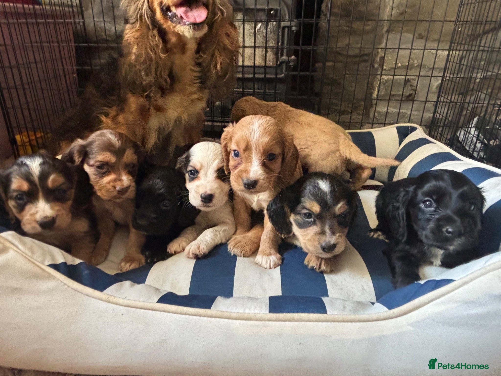 Cocker Spaniel dogs beautiful show cocker spaniel puppies  - Advert 2