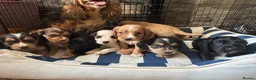 Cocker Spaniel dogs for sale: beautiful show cocker spaniel puppies  - Advert 3