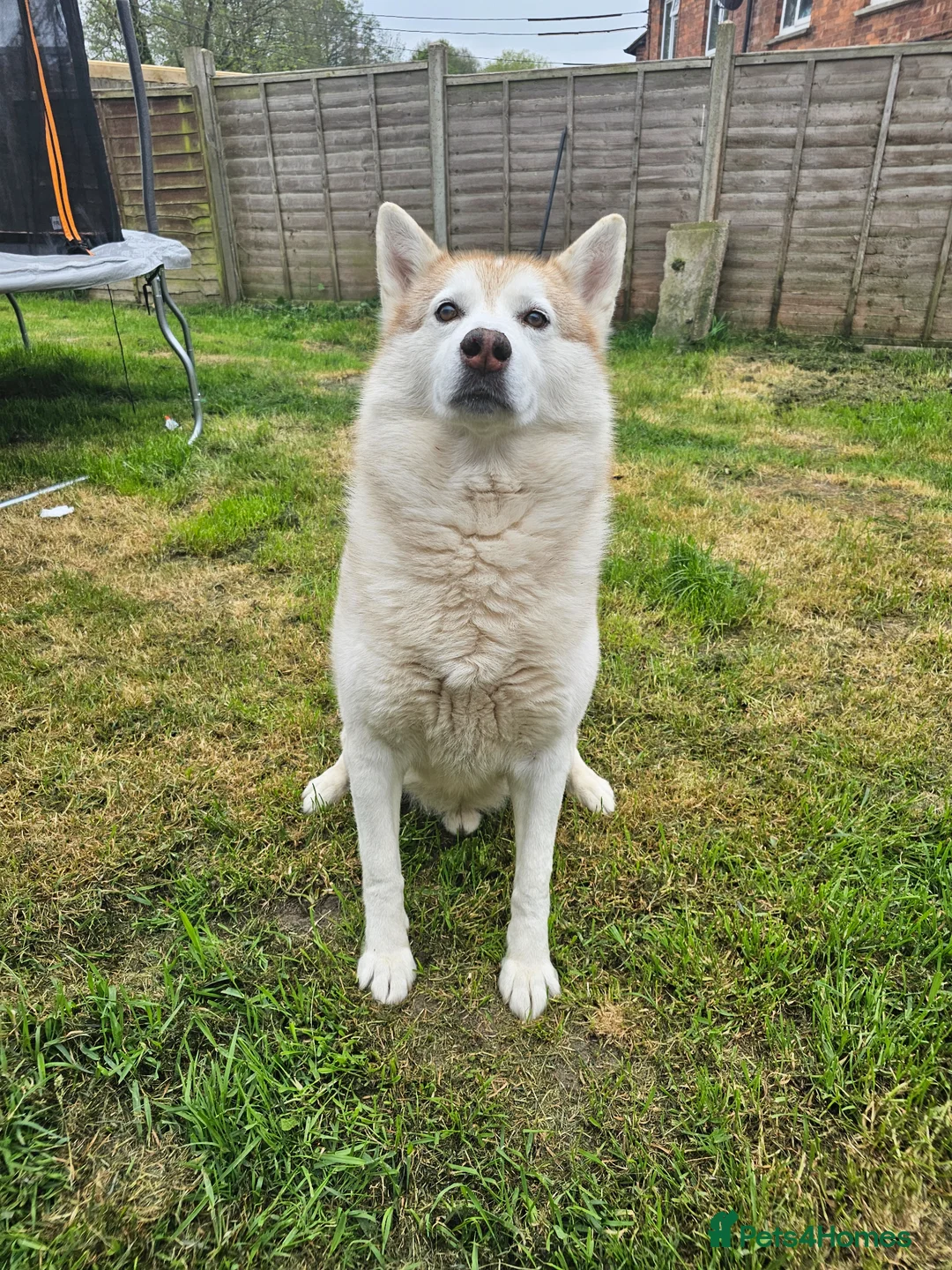 Siberian Husky dogs for stud: 1 husky males for stud - Advert 1