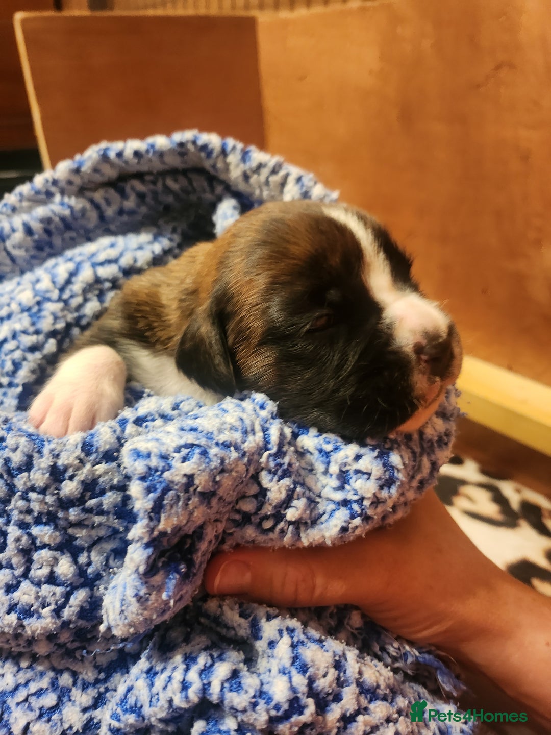 Boxer dogs for sale: 🌟KC REG BOBTAIL BOXER PUPS🌟 - Image 17