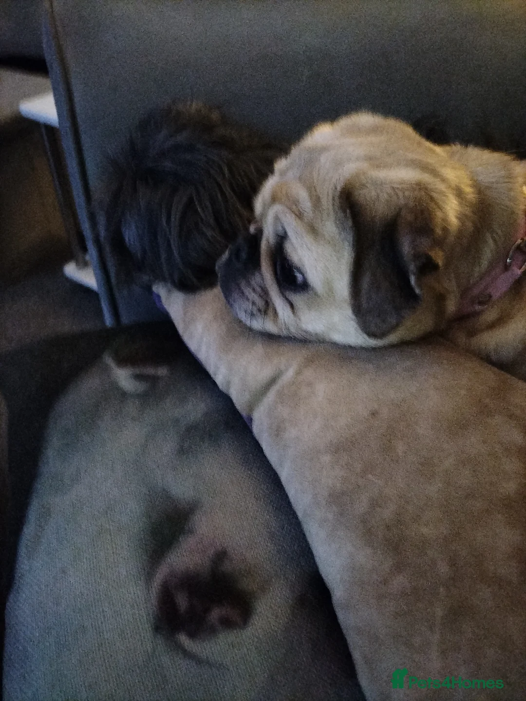 Pug dogs for sale: Female 4year old pug in Ashington - Advert 1